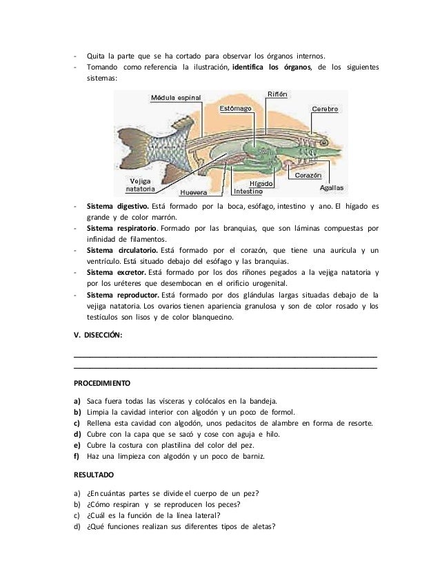 Observación y disección de un pez Observación y disección de un pez
