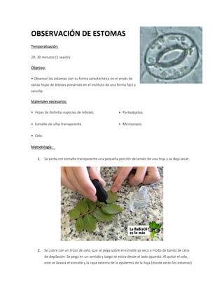 OBSERVACIÓN DE ESTOMAS
Temporalización:
20- 30 minutos (1 sesión)
Objetivo:
• Observar los estomas con su forma característica en el envés de
varias hojas de árboles presentes en el instituto de una forma fácil y
sencilla.
Materiales necesarios:
• Hojas de distintas especies de árboles.  
• Esmalte de uñas transparente.
• Celo.
• Portaobjetos.
• Microscopio
Metodología:  
1. Se pinta con esmalte transparente una pequeña porción del envés de una hoja y se deja secar.  
2. Se cubre con un trozo de celo, que se pega sobre el esmalte ya seco a modo de banda de cera
de depilación. Se pega en un sentido y luego se estira desde el lado opuesto. Al quitar el celo,
este se llevará el esmalte y la capa externa de la epidermis de la hoja (donde están los estomas).
 