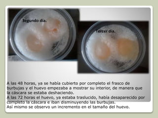 A las 48 horas, ya se había cubierto por completo el frasco de 
burbujas y el huevo empezaba a mostrar su interior, de manera que 
la cáscara se estaba deshaciendo. 
A las 72 horas el huevo, ya estaba traslucido, había desaparecido por 
completo la cáscara e iban disminuyendo las burbujas. 
Así mismo se observo un incremento en el tamaño del huevo. 
 