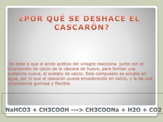 Se debe a que el ácido acético del vinagre reacciona junto con el 
bicarbonato de calcio de la cáscara de huevo, para formar una 
sustancia nueva, el acetato de calcio. Este compuesto es soluble en 
agua, por lo que el cascarón queda empobrecido en calcio, y le da una 
consistencia gomosa y flexible. 
 