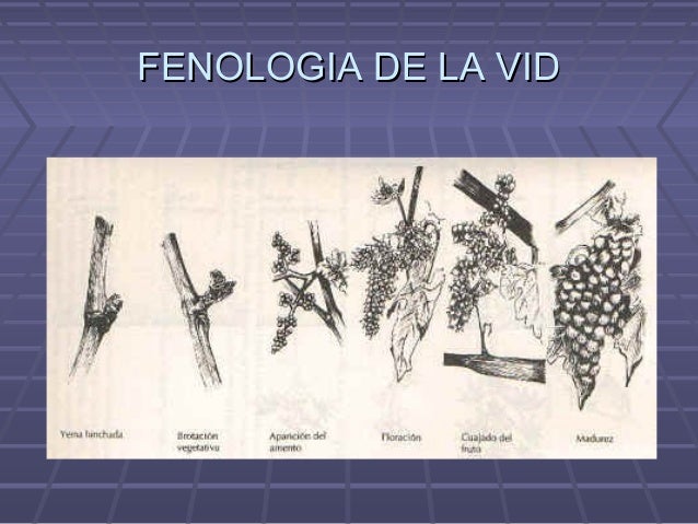 Observaciones fenologicas