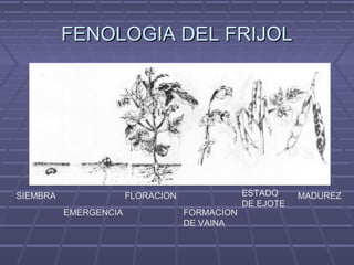 FENOLOGIA DEL FRIJOLFENOLOGIA DEL FRIJOL
SIEMBRA
EMERGENCIA
FLORACION
FORMACION
DE VAINA
ESTADO
DE EJOTE
MADUREZ
 