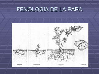 FENOLOGIA DE LA PAPAFENOLOGIA DE LA PAPA
 
