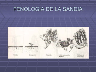FENOLOGIA DE LA SANDIAFENOLOGIA DE LA SANDIA
 