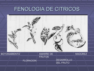 FENOLOGIA DE CITRICOSFENOLOGIA DE CITRICOS
BOTONAMIENTO
FLORACION
AMARRE DE
FRUTOS
DESARROLLO
DEL FRUTO
MADUREZ
 