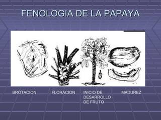 FENOLOGIA DE LA PAPAYAFENOLOGIA DE LA PAPAYA
BROTACION FLORACION INICIO DE
DESARROLLO
DE FRUTO
MADUREZ
 