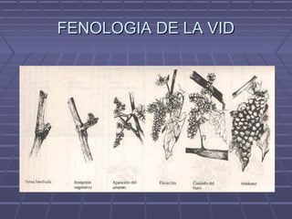 FENOLOGIA DE LA VIDFENOLOGIA DE LA VID
 