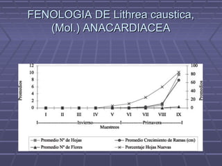 FENOLOGIA DE Lithrea caustica,FENOLOGIA DE Lithrea caustica,
(Mol.) ANACARDIACEA(Mol.) ANACARDIACEA
 