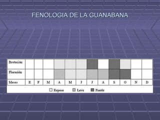 FENOLOGIA DE LA GUANABANAFENOLOGIA DE LA GUANABANA
 
