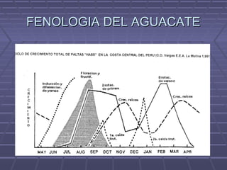 FENOLOGIA DEL AGUACATEFENOLOGIA DEL AGUACATE
 