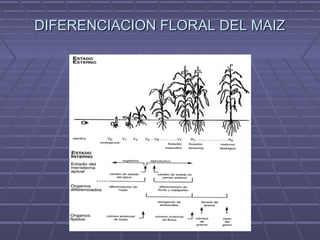 DIFERENCIACION FLORAL DEL MAIZDIFERENCIACION FLORAL DEL MAIZ
 