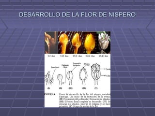 DESARROLLO DE LA FLOR DE NISPERODESARROLLO DE LA FLOR DE NISPERO
 