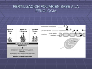 FERTILIZACION FOLIAR EN BASE A LAFERTILIZACION FOLIAR EN BASE A LA
FENOLOGIAFENOLOGIA
 