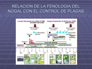 RELACION DE LA FENOLOGIA DELRELACION DE LA FENOLOGIA DEL
NOGAL CON EL CONTROL DE PLAGASNOGAL CON EL CONTROL DE PLAGAS
 