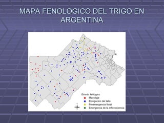 MAPA FENOLOGICO DEL TRIGO ENMAPA FENOLOGICO DEL TRIGO EN
ARGENTINAARGENTINA
 