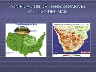 ZONIFICACION DE TIERRAS PARA ELZONIFICACION DE TIERRAS PARA EL
CULTIVO DEL MAIZCULTIVO DEL MAIZ
 