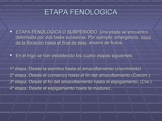 ETAPA FENOLOGICAETAPA FENOLOGICA
 ETAPA FENOLOGICA O SUBPERIODO. Una etapa se encuentraETAPA FENOLOGICA O SUBPERIODO. Una etapa se encuentra
delimitada por dos fases sucesivas. Por ejemplo: emergencia,delimitada por dos fases sucesivas. Por ejemplo: emergencia, inicioinicio
de la floración hasta el final de éstade la floración hasta el final de ésta, amarre de frutos., amarre de frutos.
 En el trigo se han establecido los cuatro etapas siguientes:En el trigo se han establecido los cuatro etapas siguientes:
1ª etapa. Desde la siembra hasta el amacollamiento (crecimiento)1ª etapa. Desde la siembra hasta el amacollamiento (crecimiento)
2ª etapa. Desde el comienzo hasta el fin del amacollamiento (Crecim.)2ª etapa. Desde el comienzo hasta el fin del amacollamiento (Crecim.)
3ª etapa. Desde el fin del amacollamiento hasta el espigamiento. (Cre.)3ª etapa. Desde el fin del amacollamiento hasta el espigamiento. (Cre.)
4ª etapa. Desde el espigamiento hasta la madurez.4ª etapa. Desde el espigamiento hasta la madurez.
 