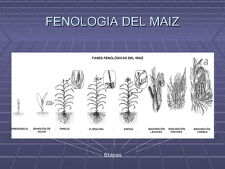 FENOLOGIA DEL MAIZFENOLOGIA DEL MAIZ
Etapas
 