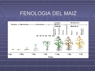 FENOLOGIA DEL MAIZ
 