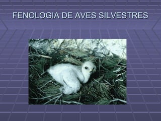 FENOLOGIA DE AVES SILVESTRESFENOLOGIA DE AVES SILVESTRES
 