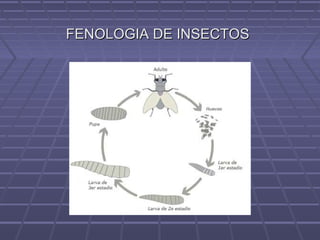 FENOLOGIA DE INSECTOSFENOLOGIA DE INSECTOS
 