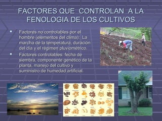 FACTORES QUE CONTROLAN A LAFACTORES QUE CONTROLAN A LA
FENOLOGIA DE LOS CULTIVOSFENOLOGIA DE LOS CULTIVOS
 Factores no controlables por elFactores no controlables por el
hombre (elementos del clima): Lahombre (elementos del clima): La
marcha de la temperatura, duraciónmarcha de la temperatura, duración
del día y el régimen pluviométrico.del día y el régimen pluviométrico.
 Factores controlables: fecha deFactores controlables: fecha de
siembra, componente genético de lasiembra, componente genético de la
planta, manejo del cultivo yplanta, manejo del cultivo y
suministro de humedad artificial.suministro de humedad artificial.
 