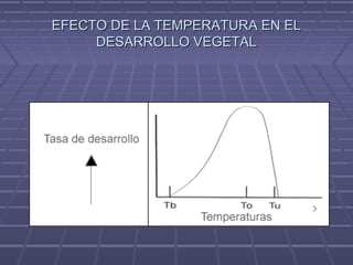 EFECTO DE LA TEMPERATURA EN ELEFECTO DE LA TEMPERATURA EN EL
DESARROLLO VEGETALDESARROLLO VEGETAL
 