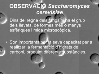 [object Object],[object Object],OBSERVACIÓ  Saccharomyces cerevisiae 