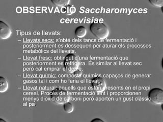 Observació sacharomyces cerevisiae