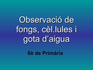 Observació de fongs, cèl.lules i gota d’aigua 6è de Primària 