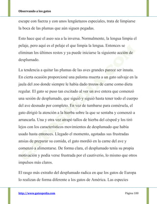 Observando a los gatos
http://www.gatospedia.com Página 100
escupe con fuerza y con unos lengüetazos especiales, trata de limpiarse
la boca de las plumas que aún siguen pegadas.
Esto hace que el aseo sea a la inversa. Normalmente, la lengua limpia el
pelaje, pero aquí es el pelaje el que limpia la lengua. Entonces se
eliminan los últimos restos y ya puede iniciarse la siguiente acción de
desplumado.
La tendencia a quitar las plumas de las aves grandes parece ser innata.
En cierta ocasión proporcioné una paloma muerta a un gato salvaje en la
jaula del zoo donde siempre le había dado trozos de carne como dieta
regular. El gato se puso tan excitado al ver un ave entera que comenzó
una sesión de desplumado, que siguió y siguió hasta tener todo el cuerpo
del ave desnudo por completo. En vez de tumbarse para comérsela, el
gato dirigió la atención a la hierba sobre la que se sentaba y comenzó a
arrancarla. Una y otra vez atrapó tallos de hierba del césped y los tiró
lejos con los característicos movimientos de desplumado que había
usado hasta entonces. Llegado el momento, agotadas sus frustradas
ansias de preparar su comida, el gato mordió en la carne del ave y
comenzó a alimentarse. De forma clara, el desplumado tenía su propia
motivación y podía verse frustrada por el cautiverio, lo mismo que otros
impulsos más claros.
El rasgo más extraño del desplumado radica en que los gatos de Europa
lo realizan de forma diferente a los gatos de América. Las especies
 