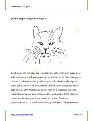 Observando a los gatos
http://www.gatospedia.com Página 109
¿Cómo emplea un gato sus bigotes?
Los bigotes son sensores que le permiten al gato saber si un hueco es lo
suficientemente amplio como para pasar a través de él. Pero la respuesta
es mucho más complicada y más notable. Además de su obvio papel
como pelos sensibles al tacto, operan también como detectores de las
corrientes de aire. Mientras el gato avanza en la oscuridad necesita
maniobrar para pasar ante objetos sólidos sin tocarlos. Cada objeto al
que se aproxima origina leves remolinos de aire, diminutas
perturbaciones en las corrientes de aire, y los bigotes del gato son tan
 