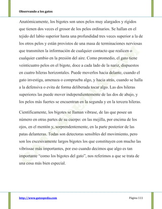 Observando a los gatos
http://www.gatospedia.com Página 111
Anatómicamente, los bigotes son unos pelos muy alargados y rígidos
que tienen dos veces el grosor de los pelos ordinarios. Se hallan en el
tejido del labio superior hasta una profundidad tres veces superior a la de
los otros pelos y están provistos de una masa de terminaciones nerviosas
que transmiten la información de cualquier contacto que realicen o
cualquier cambio en la presión del aire. Como promedio, el gato tiene
veinticuatro pelos en el bigote, doce a cada lado de la nariz, dispuestos
en cuatro hileras horizontales. Puede moverlos hacia delante, cuando el
gato investiga, amenaza o comprueba algo, y hacia atrás, cuando se halla
a la defensiva o evita de forma deliberada tocar algo. Las dos hileras
superiores las puede mover independientemente de las dos de abajo, y
los pelos más fuertes se encuentran en la segunda y en la tercera hileras.
Científicamente, los bigotes se llaman vibrase, de las que posee un
número en otras partes de su cuerpo: en las mejilla, por encima de los
ojos, en el mentón y, sorprendentemente, en la parte posterior de las
patas delanteras. Todas son detectoras sensibles del movimiento, pero
son los excesivamente largos bigotes los que constituyen con mucho las
vibrissae más importantes, por eso cuando decimos que algo es tan
importante “como los bigotes del gato”, nos referimos a que se trata de
una cosa más bien especial.
 