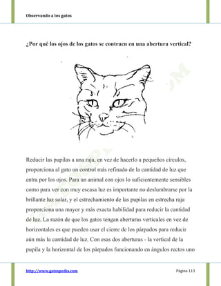 Observando a los gatos
http://www.gatospedia.com Página 113
¿Por qué los ojos de los gatos se contraen en una abertura vertical?
Reducir las pupilas a una raja, en vez de hacerlo a pequeños círculos,
proporciona al gato un control más refinado de la cantidad de luz que
entra por los ojos. Para un animal con ojos lo suficientemente sensibles
como para ver con muy escasa luz es importante no deslumbrarse por la
brillante luz solar, y el estrechamiento de las pupilas en estrecha raja
proporciona una mayor y más exacta habilidad para reducir la cantidad
de luz. La razón de que los gatos tengan aberturas verticales en vez de
horizontales es que pueden usar el cierre de los párpados para reducir
aún más la cantidad de luz. Con esas dos aberturas - la vertical de la
pupila y la horizontal de los párpados funcionando en ángulos rectos uno
 