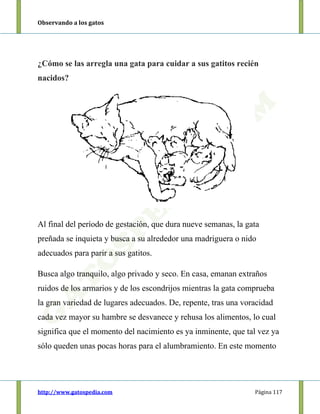 Observando a los gatos
http://www.gatospedia.com Página 117
¿Cómo se las arregla una gata para cuidar a sus gatitos recién
nacidos?
Al final del período de gestación, que dura nueve semanas, la gata
preñada se inquieta y busca a su alrededor una madriguera o nido
adecuados para parir a sus gatitos.
Busca algo tranquilo, algo privado y seco. En casa, emanan extraños
ruidos de los armarios y de los escondrijos mientras la gata comprueba
la gran variedad de lugares adecuados. De, repente, tras una voracidad
cada vez mayor su hambre se desvanece y rehusa los alimentos, lo cual
significa que el momento del nacimiento es ya inminente, que tal vez ya
sólo queden unas pocas horas para el alumbramiento. En este momento
 