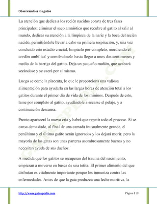 Observando a los gatos
http://www.gatospedia.com Página 119
La atención que dedica a los recién nacidos consta de tres fases
principales: eliminar el saco amniótico que recubre al gatito al salir al
mundo, dedicar su atención a la limpieza de la nariz y la boca del recién
nacido, permitiéndole llevar a cabo su primera respiración, y, una vez
concluido este estadio crucial, limpiarlo por completo, mordiendo el
cordón umbilical y comiéndoselo hasta llegar a unos dos centímetros y
medio de la barriga del gatito. Deja un pequeño muñón, que acabará
secándose y se caerá por sí mismo.
Luego se come la placenta, lo que le proporciona una valiosa
alimentación para ayudarla en las largas horas de atención total a los
gatitos durante el primer día de vida de los mininos. Después de esto,
lame por completo al gatito, ayudándole a secarse el pelaje, y a
continuación descansa.
Pronto aparecerá la nueva cría y habrá que repetir todo el proceso. Si se
cansa demasiado, al final de una camada inusualmente grande, el
penúltimo y el último gatito serán ignorados y los dejará morir, pero la
mayoría de las gatas son unas parteras asombrosamente buenas y no
necesitan ayuda de sus dueños.
A medida que los gatitos se recuperan del trauma del nacimiento,
empiezan a moverse en busca de una tetita. El primer alimento del que
disfrutan es vitalmente importante porque les inmuniza contra las
enfermedades. Antes de que la gata produzca una leche nutritiva, la
 