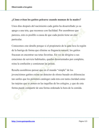 Observando a los gatos
http://www.gatospedia.com Página 121
¿Cómo evitan los gatitos pelearse cuando maman de la madre?
Unos días después del nacimiento cada gatito ha desarrollado ya su
apego a una teta, que reconoce con facilidad. Por asombroso que
parezca, esto es posible a causa de que cada pezón tiene un olor
particular.
Conocemos este detalle porque si el propietario de la gata lava la región
de la barriga de forma que elimine su fragancia natural, los gatitos
fracasan en encontrar sus tetas favoritas. En vez de dirigirse a sus
estaciones de servicio habituales, quedan desorientados por completo,
reina la confusión y comienzan las peleas.
Resulta asombroso pensar que en el mundo “simple” de los
jovencísimos gatitos existe un detector de olores basado en diferencias
tan sutiles que les permiten catalogar cada teta con tanta claridad como
las tarjetas que se ponen en las taquillas de los colegios, y que de esta
forma puede compartir de una forma ordenada la hora de la comida.
 