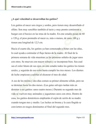 Observando a los gatos
http://www.gatospedia.com Página 122
¿A qué velocidad se desarrollan los gatitos?
Los gatitos al nacer son ciegos y sordos, pero tienen muy desarrollado el
olfato. Son muy sensibles también al tacto y muy pronto comienzan a
hurgar con el hocico en las tetas de la madre. En este estadio pesan de 60
a 120 g, el peso promedio al nacer es, más o menos, de unos 100 g y
tienen una longitud de 12,5 cm.
Hacia el cuarto día, los gatitos ya han comenzado a frotar con las uñas,
lo cual ayuda a estimular el flujo lácteo de la madre. Al final de la
primera semana de vida muestran ya las primeras señales de jugar unos
con otros. Se mueven con mayor soltura y se incorporan bien. Sea cual
sea el color futuro de sus ojos, en este estadio todos los gatitos los tienen
azules, y seguirán de ese color hasta cumplir los tres meses. Los dientes
de leche empiezan a salirles al alcanzar el mes de edad.
A eso de los treinta y dos días comen su primer alimento sólido, pero no
se destetan hasta los dos meses. (Las gatas salvajes tardan más en
destetar a sus gatitos: unos cuatro meses.) Durante su segundo mes de
vida se vuelven muy animados y juguetones unos con otros. Dentro de
casa, los gatitos domésticos emplearán el cajón de serrín de su madre
cuando tengan mes y medio. Las luchas en broma y la caza fingida se
convierten en rasgos dominantes al final del segundo mes.
 