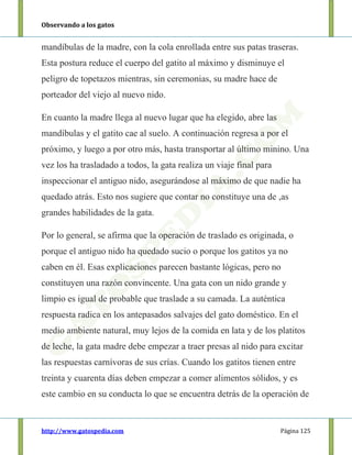 Observando a los gatos
http://www.gatospedia.com Página 125
mandíbulas de la madre, con la cola enrollada entre sus patas traseras.
Esta postura reduce el cuerpo del gatito al máximo y disminuye el
peligro de topetazos mientras, sin ceremonias, su madre hace de
porteador del viejo al nuevo nido.
En cuanto la madre llega al nuevo lugar que ha elegido, abre las
mandíbulas y el gatito cae al suelo. A continuación regresa a por el
próximo, y luego a por otro más, hasta transportar al último minino. Una
vez los ha trasladado a todos, la gata realiza un viaje final para
inspeccionar el antiguo nido, asegurándose al máximo de que nadie ha
quedado atrás. Esto nos sugiere que contar no constituye una de ,as
grandes habilidades de la gata.
Por lo general, se afirma que la operación de traslado es originada, o
porque el antiguo nido ha quedado sucio o porque los gatitos ya no
caben en él. Esas explicaciones parecen bastante lógicas, pero no
constituyen una razón convincente. Una gata con un nido grande y
limpio es igual de probable que traslade a su camada. La auténtica
respuesta radica en los antepasados salvajes del gato doméstico. En el
medio ambiente natural, muy lejos de la comida en lata y de los platitos
de leche, la gata madre debe empezar a traer presas al nido para excitar
las respuestas carnívoras de sus crías. Cuando los gatitos tienen entre
treinta y cuarenta días deben empezar a comer alimentos sólidos, y es
este cambio en su conducta lo que se encuentra detrás de la operación de
 