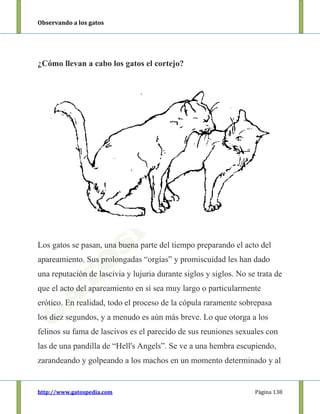 Observando a los gatos
http://www.gatospedia.com Página 138
¿Cómo llevan a cabo los gatos el cortejo?
Los gatos se pasan, una buena parte del tiempo preparando el acto del
apareamiento. Sus prolongadas “orgías” y promiscuidad les han dado
una reputación de lascivia y lujuria durante siglos y siglos. No se trata de
que el acto del apareamiento en sí sea muy largo o particularmente
erótico. En realidad, todo el proceso de la cópula raramente sobrepasa
los diez segundos, y a menudo es aún más breve. Lo que otorga a los
felinos su fama de lascivos es el parecido de sus reuniones sexuales con
las de una pandilla de “Hell's Angels”. Se ve a una hembra escupiendo,
zarandeando y golpeando a los machos en un momento determinado y al
 