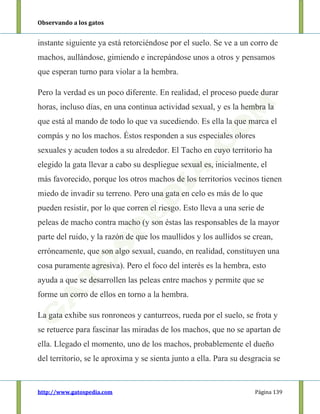 Observando a los gatos
http://www.gatospedia.com Página 139
instante siguiente ya está retorciéndose por el suelo. Se ve a un corro de
machos, aullándose, gimiendo e increpándose unos a otros y pensamos
que esperan turno para violar a la hembra.
Pero la verdad es un poco diferente. En realidad, el proceso puede durar
horas, incluso días, en una continua actividad sexual, y es la hembra la
que está al mando de todo lo que va sucediendo. Es ella la que marca el
compás y no los machos. Éstos responden a sus especiales olores
sexuales y acuden todos a su alrededor. El Tacho en cuyo territorio ha
elegido la gata llevar a cabo su despliegue sexual es, inicialmente, el
más favorecido, porque los otros machos de los territorios vecinos tienen
miedo de invadir su terreno. Pero una gata en celo es más de lo que
pueden resistir, por lo que corren el riesgo. Esto lleva a una serie de
peleas de macho contra macho (y son éstas las responsables de la mayor
parte del ruido, y la razón de que los maullidos y los aullidos se crean,
erróneamente, que son algo sexual, cuando, en realidad, constituyen una
cosa puramente agresiva). Pero el foco del interés es la hembra, esto
ayuda a que se desarrollen las peleas entre machos y permite que se
forme un corro de ellos en torno a la hembra.
La gata exhibe sus ronroneos y canturreos, rueda por el suelo, se frota y
se retuerce para fascinar las miradas de los machos, que no se apartan de
ella. Llegado el momento, uno de los machos, probablemente el dueño
del territorio, se le aproxima y se sienta junto a ella. Para su desgracia se
 