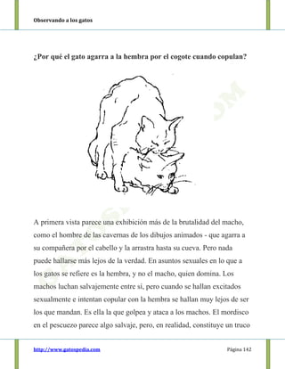 Observando a los gatos
http://www.gatospedia.com Página 142
¿Por qué el gato agarra a la hembra por el cogote cuando copulan?
A primera vista parece una exhibición más de la brutalidad del macho,
como el hombre de las cavernas de los dibujos animados - que agarra a
su compañera por el cabello y la arrastra hasta su cueva. Pero nada
puede hallarse más lejos de la verdad. En asuntos sexuales en lo que a
los gatos se refiere es la hembra, y no el macho, quien domina. Los
machos luchan salvajemente entre sí, pero cuando se hallan excitados
sexualmente e intentan copular con la hembra se hallan muy lejos de ser
los que mandan. Es ella la que golpea y ataca a los machos. El mordisco
en el pescuezo parece algo salvaje, pero, en realidad, constituye un truco
 