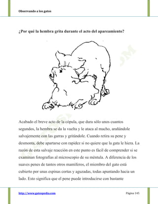 Observando a los gatos
http://www.gatospedia.com Página 145
¿Por qué la hembra grita durante el acto del apareamiento?
Acabado el breve acto de la cópula, que dura sólo unos cuantos
segundos, la hembra se da la vuelta y le ataca al macho, arañándole
salvajemente con las garras y gritándole. Cuando retira su pene y
desmonta, debe apartarse con rapidez si no quiere que la gata le hiera. La
razón de esta salvaje reacción en este punto es fácil de comprender si se
examinan fotografías al microscopio de su méntula. A diferencia de los
suaves penes de tantos otros mamíferos, el miembro del gato está
cubierto por unas espinas cortas y aguzadas, todas apuntando hacia un
lado. Esto significa que el pene puede introducirse con bastante
 
