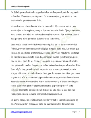 Observando a los gatos
http://www.gatospedia.com Página 146
facilidad, pero al retirarlo raspa brutalmente las paredes de la vagina de
la hembra. Esto causa un espasmo de intenso dolor, y es a éste al que
reacciona la gata con tanta furia.
Naturalmente, el macho atacado no tiene elección en este asunto, no
puede ajustar las espinas, aunque desease hacerlo. Están fijas y, lo que es
más, cuanto más viril es, más recias son las espinas. Por lo tanto, cuanto
más potente es el gato más dolor causa a la hembra.
Esto puede sonar a desarrollo sadomasoquista en las relaciones de los
felinos, pero existe una razón biológica especial para ello. La mujer que
fracasa no quedando embarazada, ovula a intervalos regulares, sin tener
en cuenta si ha copulado o no. Las vírgenes ovulan mes tras mes, pero
éste no es el caso de los felinos. Una gata virgen no ovula en absoluto.
Las gatas sólo ovulan después de haber sido cubiertas por el macho. Esto
lleva algún tiempo - de veinticinco a treinta horas -, pero no importa,
porque el intenso período de celo dura, por lo menos, tres días, por tanto
la gata está aún activamente copulando cuando se presenta la ovulación,
desencadenada precisamente por el intenso dolor y el shock que la gata
siente cuando su primer pretendiente retira el pene espinoso. Este
violento momento actúa como el disparo de una pistola que pone en
funcionamiento su sistema hormonal de reproducción.
En cierto modo, no se aleja mucho de la verdad el llamar a una gata en
celo “masoquista” porque, al cabo de treinta minutos de haber sido
 