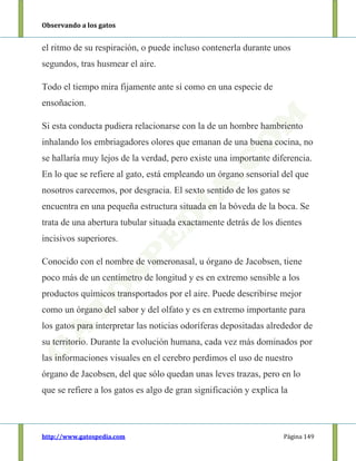 Observando a los gatos
http://www.gatospedia.com Página 149
el ritmo de su respiración, o puede incluso contenerla durante unos
segundos, tras husmear el aire.
Todo el tiempo mira fijamente ante sí como en una especie de
ensoñacion.
Si esta conducta pudiera relacionarse con la de un hombre hambriento
inhalando los embriagadores olores que emanan de una buena cocina, no
se hallaría muy lejos de la verdad, pero existe una importante diferencia.
En lo que se refiere al gato, está empleando un órgano sensorial del que
nosotros carecemos, por desgracia. El sexto sentido de los gatos se
encuentra en una pequeña estructura situada en la bóveda de la boca. Se
trata de una abertura tubular situada exactamente detrás de los dientes
incisivos superiores.
Conocido con el nombre de vomeronasal, u órgano de Jacobsen, tiene
poco más de un centímetro de longitud y es en extremo sensible a los
productos químicos transportados por el aire. Puede describirse mejor
como un órgano del sabor y del olfato y es en extremo importante para
los gatos para interpretar las noticias odoríferas depositadas alrededor de
su territorio. Durante la evolución humana, cada vez más dominados por
las informaciones visuales en el cerebro perdimos el uso de nuestro
órgano de Jacobsen, del que sólo quedan unas leves trazas, pero en lo
que se refiere a los gatos es algo de gran significación y explica la
 