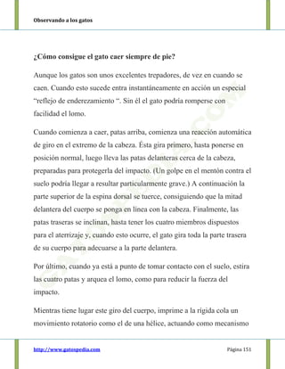Observando a los gatos
http://www.gatospedia.com Página 151
¿Cómo consigue el gato caer siempre de pie?
Aunque los gatos son unos excelentes trepadores, de vez en cuando se
caen. Cuando esto sucede entra instantáneamente en acción un especial
“reflejo de enderezamiento “. Sin él el gato podría romperse con
facilidad el lomo.
Cuando comienza a caer, patas arriba, comienza una reacción automática
de giro en el extremo de la cabeza. Ésta gira primero, hasta ponerse en
posición normal, luego lleva las patas delanteras cerca de la cabeza,
preparadas para protegerla del impacto. (Un golpe en el mentón contra el
suelo podría llegar a resultar particularmente grave.) A continuación la
parte superior de la espina dorsal se tuerce, consiguiendo que la mitad
delantera del cuerpo se ponga en línea con la cabeza. Finalmente, las
patas traseras se inclinan, hasta tener los cuatro miembros dispuestos
para el aterrizaje y, cuando esto ocurre, el gato gira toda la parte trasera
de su cuerpo para adecuarse a la parte delantera.
Por último, cuando ya está a punto de tomar contacto con el suelo, estira
las cuatro patas y arquea el lomo, como para reducir la fuerza del
impacto.
Mientras tiene lugar este giro del cuerpo, imprime a la rígida cola un
movimiento rotatorio como el de una hélice, actuando como mecanismo
 