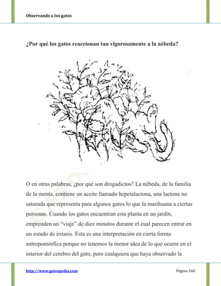 Observando a los gatos
http://www.gatospedia.com Página 160
¿Por qué los gatos reaccionan tan vigorosamente a la nébeda?
O en otras palabras, ¿por qué son drogadictos? La nébeda, de la familia
de la menta, contiene un aceite llamado hepetalactona, una lactona no
saturada que representa para algunos gatos lo que la marihuana a ciertas
personas. Cuando los gatos encuentran esta planta en un jardín,
emprenden un “viaje” de diez minutos durante el cual parecen entrar en
un estado de éxtasis. Esta es una interpretación en cierta forma
antropomórfica porque no tenemos la menor idea de lo que ocurre en el
interior del cerebro del gato, pero cualquiera que haya observado la
 