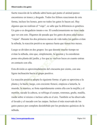Observando a los gatos
http://www.gatospedia.com Página 161
fuerte reacción de la nébeda sabrá hasta qué punto el animal parece
encontrarse en trance y drogado. Todos los felinos reaccionan de esta
forma, incluso los leones, pero no todos los gatos lo hacen así. Hay
algunos que no realizan el “viaje”, se sabe que la diferencia es genética.
Un gato o es drogadicto innato o no. El condicionamiento no tiene nada
que ver con esto. Digamos de pasada que los gatos de poca edad nunca
“viajan”. Durante los dos primeros meses de vida todos los gatitos evitan
la nébeda, la reacción positiva no aparece hasta que tienen tres meses.
Luego se dividen en dos grupos: los que durante mucho tiempo no
evitan la nébeda, sino que, simplemente, la ignoran y la consideran
pomo otra planta del jardín, y los que se vuelven locos en cuanto entran
en contacto con ella.
Esta división es aproximadamente del cincuenta por ciento, con una
ligera inclinación hacia el grupo positivo.
La reacción positiva adopta la siguiente forma: el gato se aproxima a la
planta y la huele; luego, con creciente frenesí, empieza a lamerla, la
muerde, la mastica, se frota repetidamente contra ella con la mejilla y el
mentón, sacude la cabeza, se refriega el cuerpo, ronronea, gruñe, maúlla,
rueda sobre sí mismo e incluso salta en el aire. También se ha observado
el lavado y el rascado con las zarpas. Incluso el más reservado de los
gatos parece por completo desinhibido por los productos químicos de la
nébeda.
 