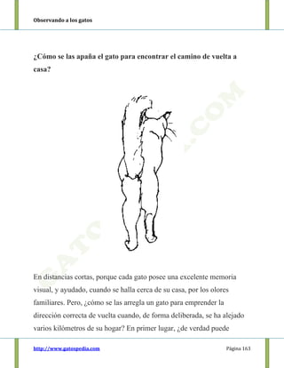 Observando a los gatos
http://www.gatospedia.com Página 163
¿Cómo se las apaña el gato para encontrar el camino de vuelta a
casa?
En distancias cortas, porque cada gato posee una excelente memoria
visual, y ayudado, cuando se halla cerca de su casa, por los olores
familiares. Pero, ¿cómo se las arregla un gato para emprender la
dirección correcta de vuelta cuando, de forma deliberada, se ha alejado
varios kilómetros de su hogar? En primer lugar, ¿de verdad puede
 
