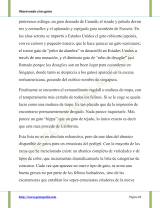Observando a los gatos
http://www.gatospedia.com Página 28
pintoresco esfinge, un gato desnudo de Canadá; el rizado y peludo devon
rex y cornualles y el aplastado y espigado gato acordeón de Escocia. En
los años setenta se importó a Estados Unidos el gato rabicorto japonés,
con su curioso y pequeño trasero, que le hace parecer un gato semimanx;
el rizoso gato de “pelos de alambre” se desarrolló en Estados Unidos a
través de una mutación, y el diminuto gato de “tubo de desagüe” (así
llamado porque los desagües son un buen lugar para esconderse en
Singapur, donde tanto se desprecia a los gatos) apareció en la escena
norteamericana, gozando del exótico nombre de singapura.
Finalmente se encuentra el extraordinario ragdoll o muñeca de trapo, con
el temperamento más extraño de todos los felinos. Si se le coge se queda
lacio como una muñeca de trapo. Es tan plácido que da la impresión de
encontrarse permanentemente drogado. Nada parece inquietarle. Más
parece un gato “hippy” que un gato de tejado, lo único exacto es decir
que esta raza procede de California.
Esta lista no es en absoluto exhaustiva, pero da una idea del abanico
disponible de gatos para un entusiasta del pedigrí. Con la mayoría de las
razas que he mencionado existe un abanico completo de variedades y de
tipos de color, que incrementan dramáticamente la lista de categorías de
concurso. Cada vez que aparece un nuevo tipo de gato, se arma una
buena gresca no por parte de los felinos luchadores, sino de las
escaramuzas que entablan los super-entusiastas criadores de la nueva
 